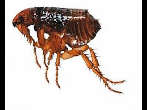 komplex készítmény bolhák és férgek kezelésére giardiasis 4
