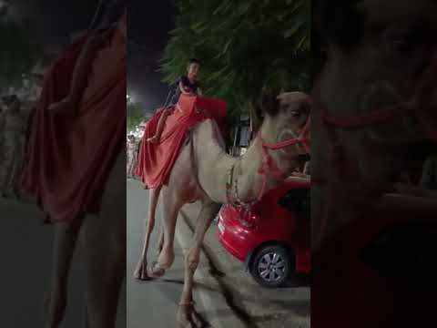 atishay is camel riding🥺🤠😻 #Atishayworld  #youtubeshorts
