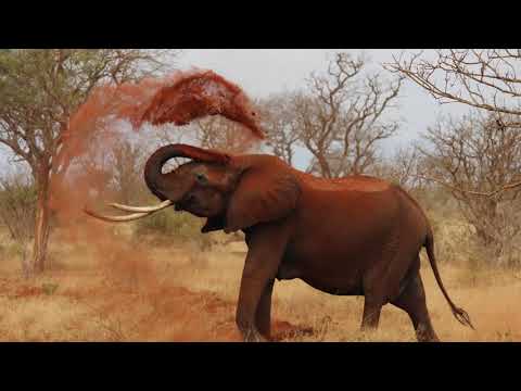 Beautiful Elephants in Africa - Sleep and Relax Music (Feel Calm Instantly)
