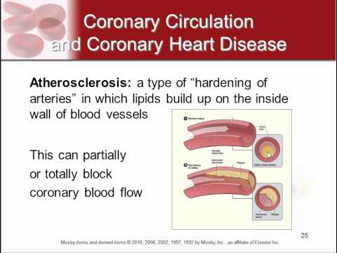 Chapter 13 - The Heart and Heart Diseases