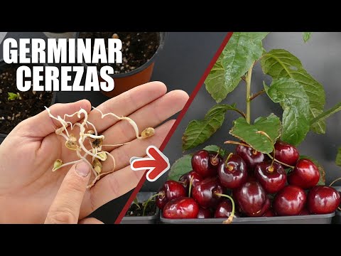 ¡Forma sencilla para GERMINAR CEREZAS!