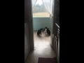 Tuxedo Cats Fighting