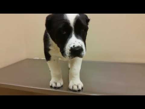 Soul Of Asia Lamis at 8 weeks old