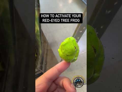 How to Activate Your Red-Eyed Tree Frog. 🐸 #funny #funnyanimals #frog #eyes #memes #meme #animals
