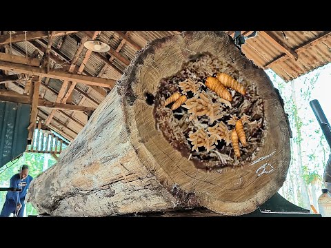 unexpected surprise when sawing decades-old dry teak logs