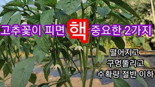 고추 꽃피고 이거 안하면 고추 다 떨어지고 구멍뚤리고~ 중요한 2가지 고추재배방법,담배나방,총채벌래,고추병충…