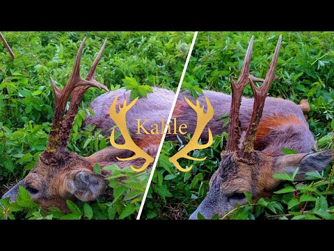 Der polnische Schwede - Hochkapitaler Rehbock gestreckt -  Bockjagd 2021 Folge3