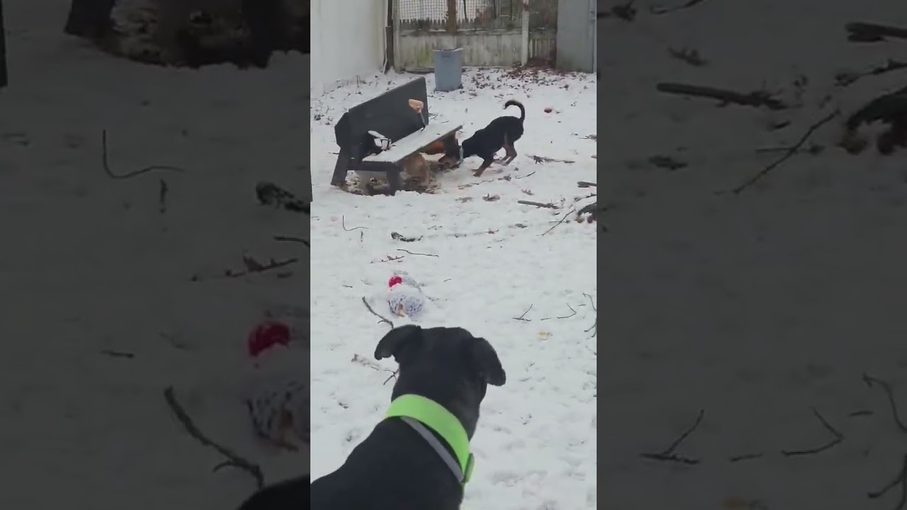 Enlarge Figgy Pudding, a ADOPTABLE Portuguese Podengo in Leominster, MA video 6/6