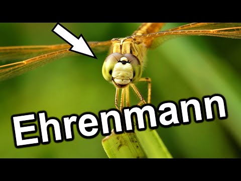 Dragonflies, the honorable men