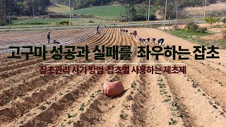 고구마밭 잡초관리 효율적 제초제 선택과 제초시기