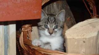 Budka Suflera - Cisza (Koty Project)