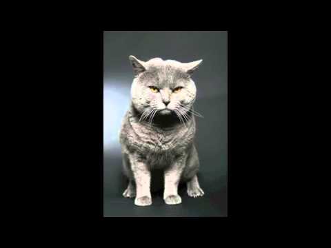 PRYAPISME Rococo Holocaust 06 - Enfoiré une fois, enfoiré deux fois