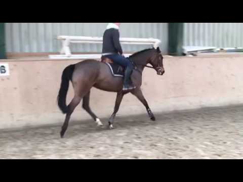 6 yr Casall / Contender