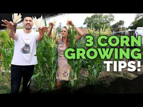 , title : '3 Epic Tips For Growing Corn!'