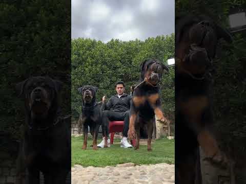 El poder del Rottweiler 😈🐻! #rottweiler #perros #perro #españa #mexico #mascotas #argentina