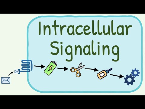 Intracellular Signaling / Second Messenger System
