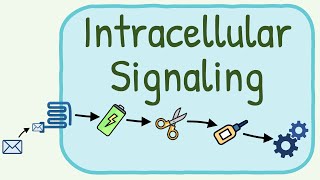 Intracellular Signaling / Second Messenger System