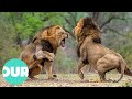 Three Adult Lions Fight Four Young Lions Our World
