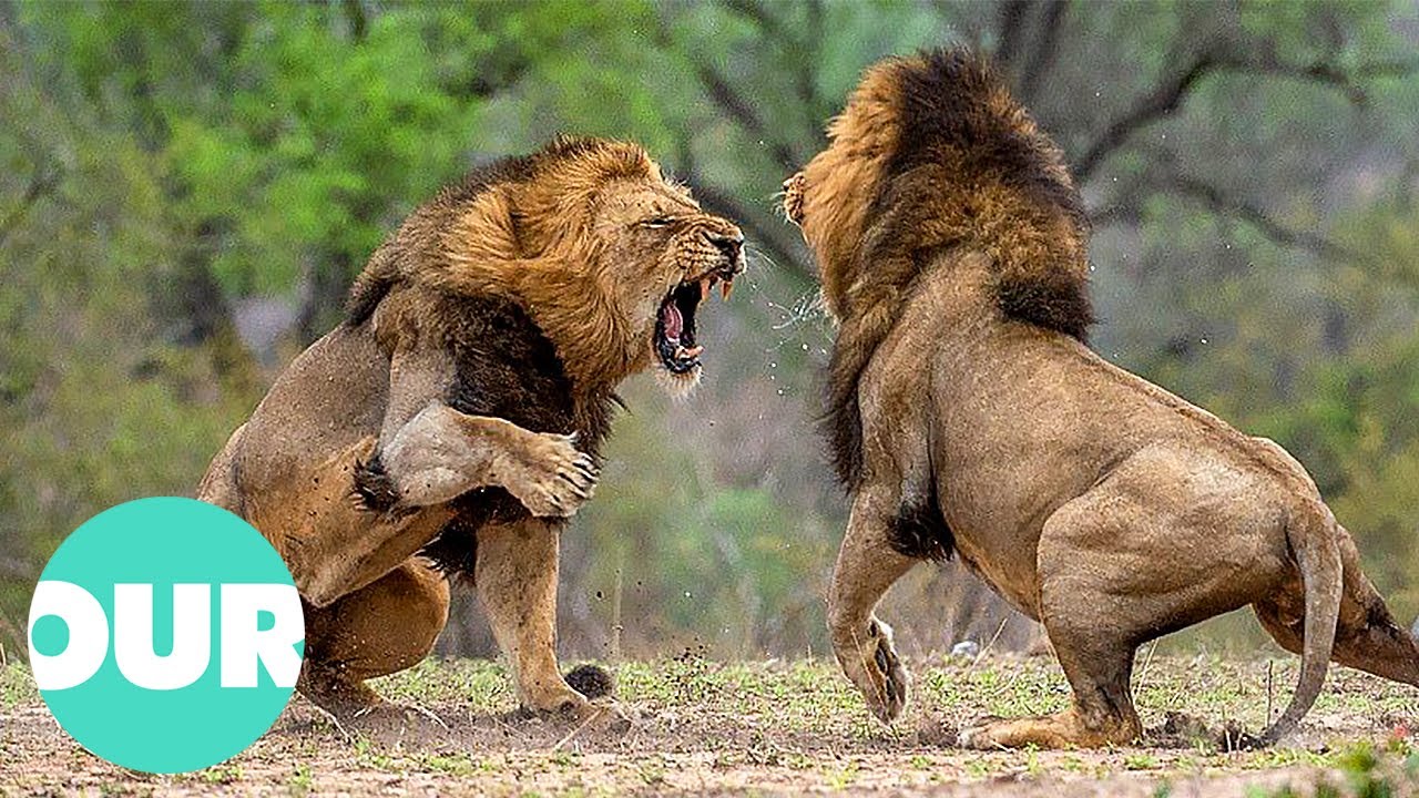 Three Adult Lions Fight Four Young Lions