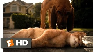 Cats & Dogs (1/10) Movie CLIP - Catnapped (200