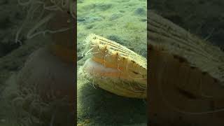 Hairy clam jumps underwater #short #new