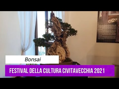 Bonsai   Festival della Cultura Giapponese Civitavecchia 2021