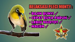 Download lagu RELAKSASI PLECI MONTY || MASTERAN PLECI MONTY MALAM HARI || PLECI MONTY NGALAS || PLECI MONTY NGEROL mp3 Download lagu RELAKSASI PLECI MONTY || MASTERAN PLECI MONTY MALAM HARI || PLECI MONTY NGALAS || PLECI MONTY NGEROL mp3