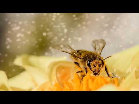 Ilie Puha si Baietii - Cand bate furtuna