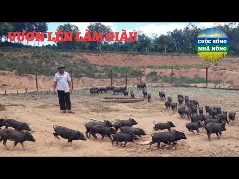 , title : 'MÔ HÌNH NUÔI LỢN CẮP LÁCH BẢN ĐỊA | CUỘC SỐNG NHÀ NÔNG | Pig farming model | LỢN ĐEN VÙNG CAO'