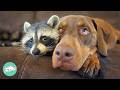 Wild Raccoon Falls In Love With A Huge Pup. Owners Can't Believe It | Cuddle Buddies - Cuddle Buddies Wild Raccoon Falls In Love With A Huge Pup. Owners Can't Believe It | Cuddle Buddies