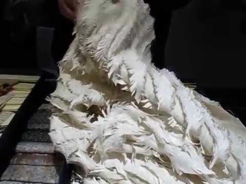 Trendease on the Move: Rand Gylden