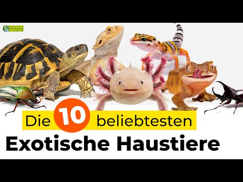 Die 10 beliebtesten exotischen Haustiere