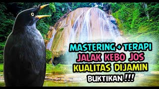 Download lagu JALAK KEBO GACOR FULL ISIAN - MASTERAN JALAK KEBO FULL ISIAN MEWAH mp3 Download lagu JALAK KEBO GACOR FULL ISIAN - MASTERAN JALAK KEBO FULL ISIAN MEWAH mp3