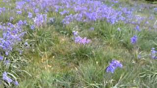 Bluebells Cloud House