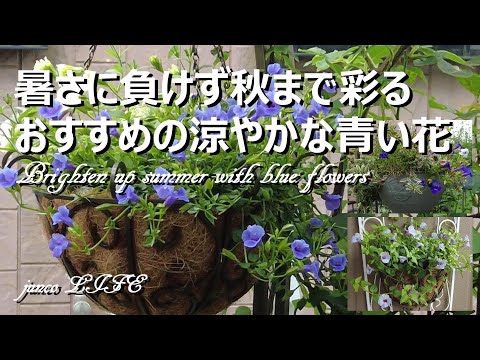 セアノサスを鉢に植える方法