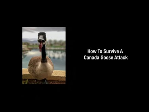 [adult swim] Channel (2019) - Canadian Goose Attack Bumper