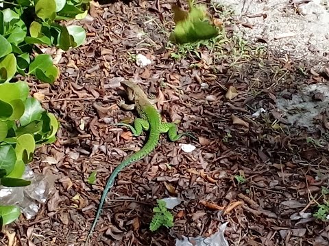 Hissssssssss Green Ameiva Lizards at the Holiday Inn #LeafALike