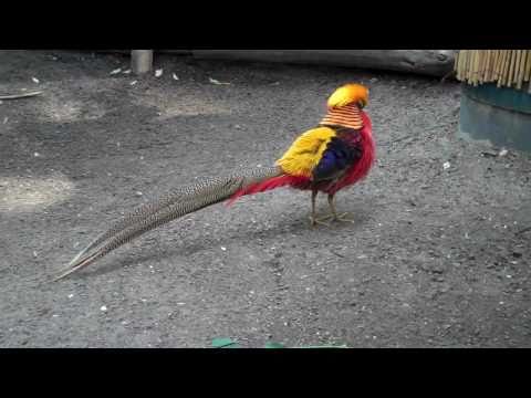 Golden Pheasant — Chrysolophus pictus