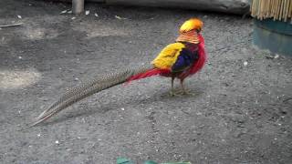 Golden Pheasant, Goldfasan, Chrysolophus pictus