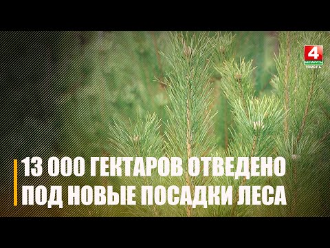 На Гомельщине в рамках программы восстановления леса под новые посадки отведено 13 000 гектаров видео
