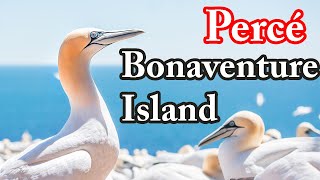 preview picture of video 'Perce and Bonaventure Island, Quebec, Canada in 4K - Part 6'