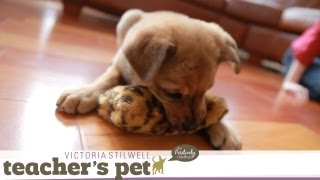 Teach a Puppy to Sit | Teacher's Pet With Victoria Stilwell