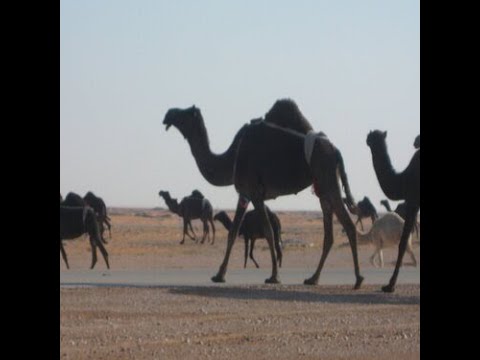 Dubai tour - Experience The Exciting Camel Ride Yourself