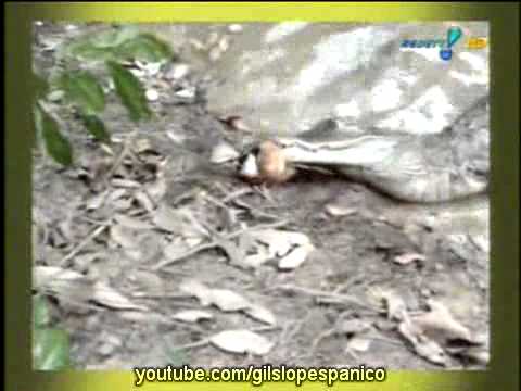 Pânico Na TV 12/12/2010 - OSCARLOS Show - Videos da Semana