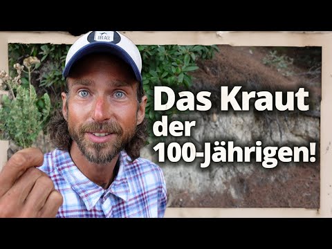 Oregano: mächtiges natürliches Antibiotikum! Oreganoöl selber machen und richtig nutzen