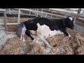 How a cow gives birth to a baby[live]