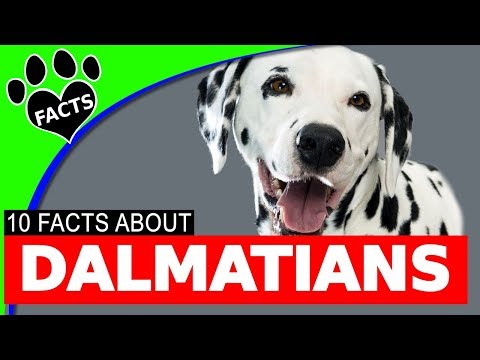 Top 10 Facts About Dalmatians: Dogs 101