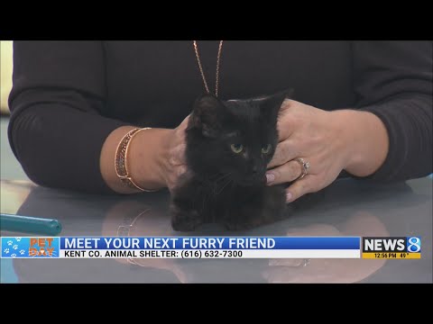 KCAS Pets of the Week: Cassie, Pebble and Crunch - YouTube