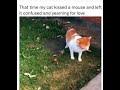 Cat Kisses Mouse Mouse Gets Confused Shorts Funny Cat Cats