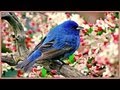 Sound Therapy ~ Morning Birds ~ 
